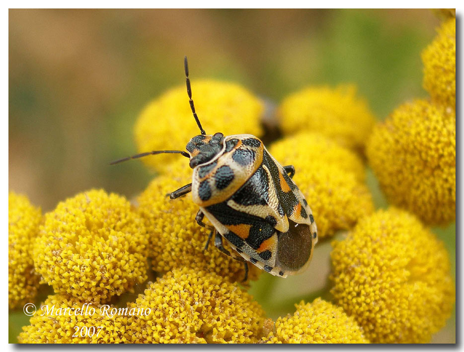 Eurydema oleracea e E. ornata su Tanacetum siculum